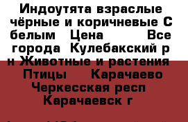 Индоутята взраслые чёрные и коричневые С белым › Цена ­ 450 - Все города, Кулебакский р-н Животные и растения » Птицы   . Карачаево-Черкесская респ.,Карачаевск г.